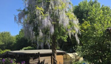 "Hybrid" Birne und Blauregen