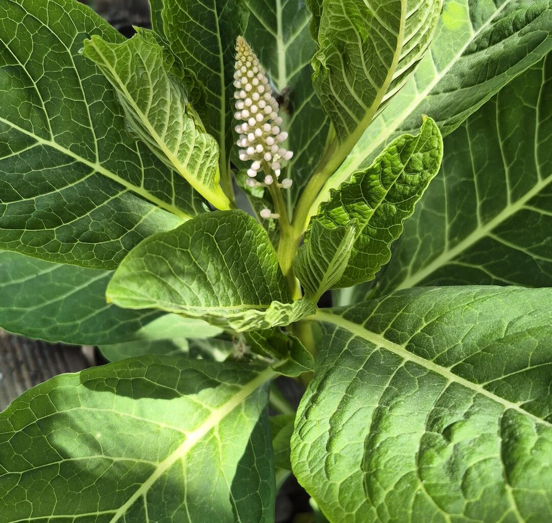 Was wächst hier bei uns im Garten?