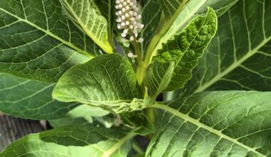 Was wächst hier bei uns im Garten?