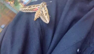 Die kleine/ große Maus hat sich in den Flughafen in Spanien verirrt und hat sich auf meinem Arm ausgeruht, gleich mal rausgebracht. Niedlich!