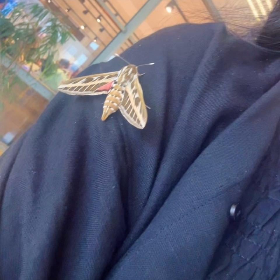 Die kleine/ große Maus hat sich in den Flughafen in Spanien verirrt und hat sich auf meinem Arm ausgeruht, gleich mal rausgebracht. Niedlich!