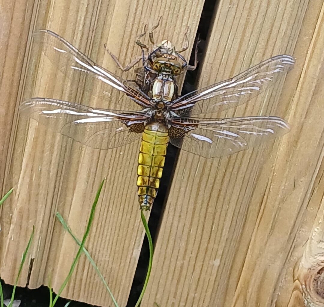 Seen this beast in my garden