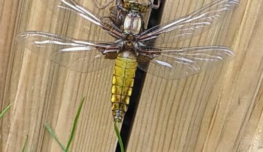 Seen this beast in my garden