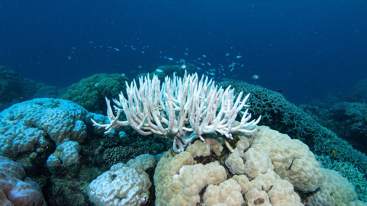 Marine Hitzewelle sorgt für großes Fischsterben