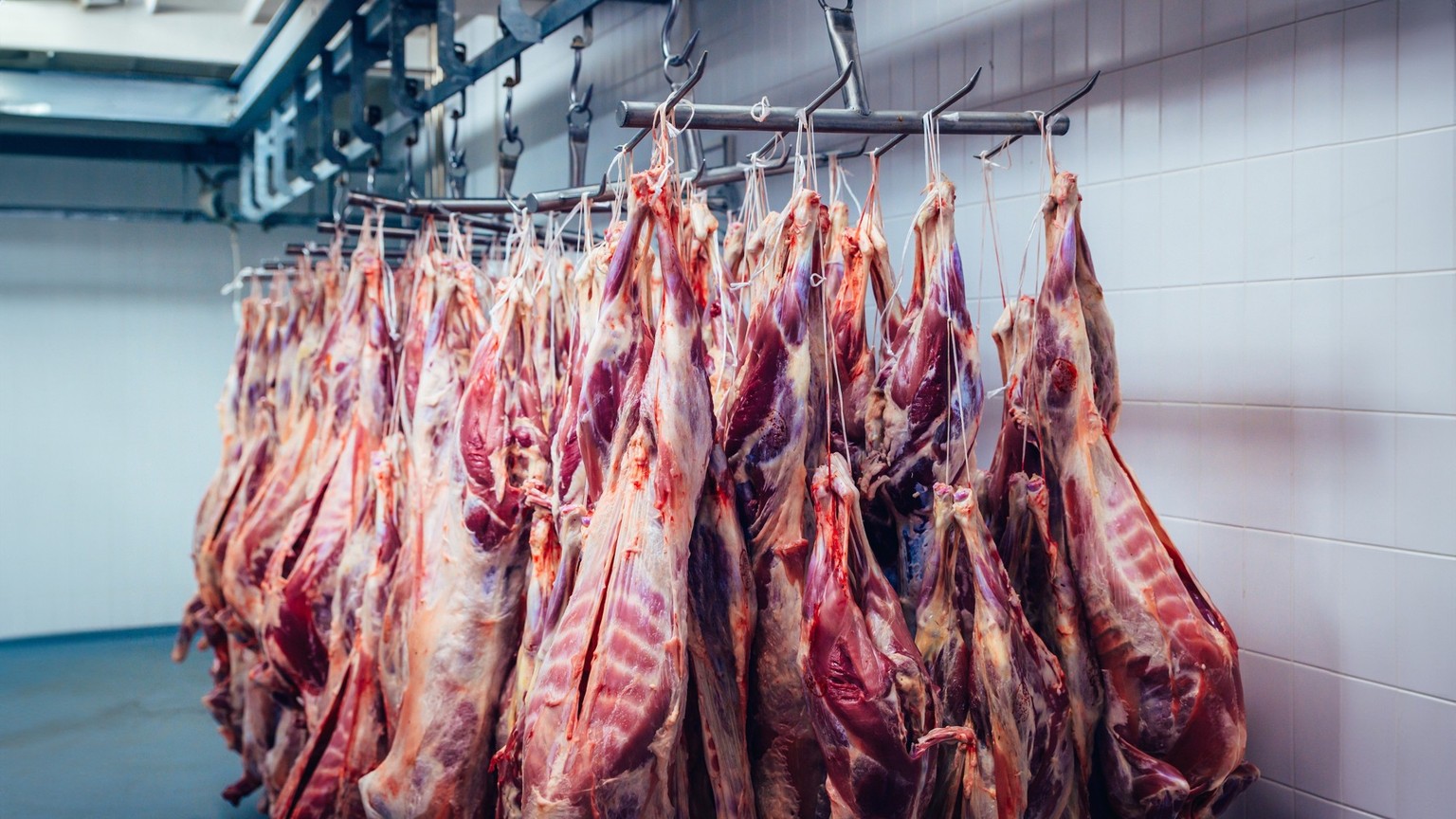Meat from cattle, slaughterhouse, butcher's factory food intended for consumption and for food chains. Edit space
