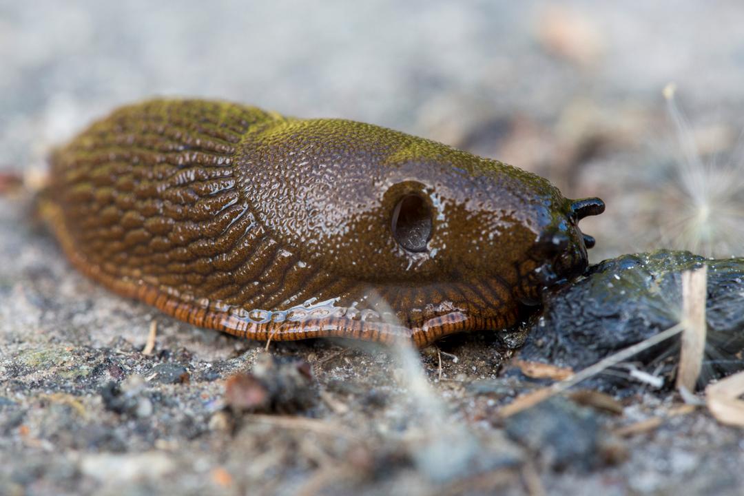 Mild vinter kan gi brunsnegle-invasjon – krypene har god luktesans og liker spesielt stemorsblomster.