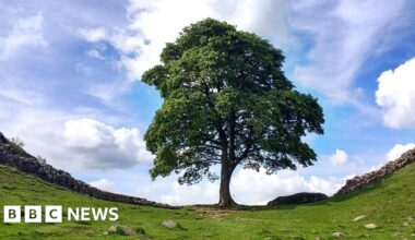 The park ranger who alerted world to Sycamore Gap tree's fate