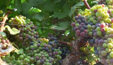 How a warming planet could affect the taste of B.C. wine