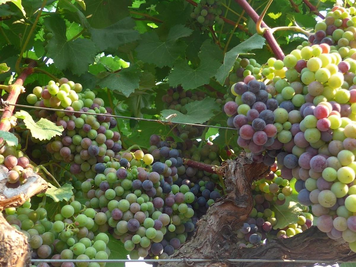 How a warming planet could affect the taste of B.C. wine