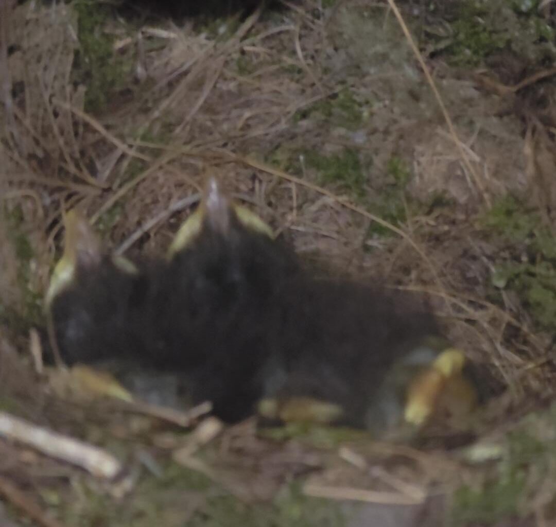 Nest im Geräteschuppen.