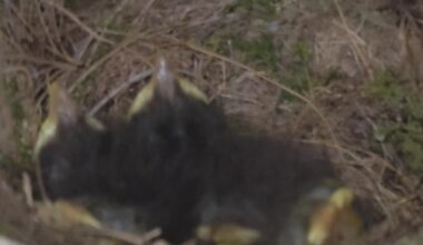 Nest im Geräteschuppen.