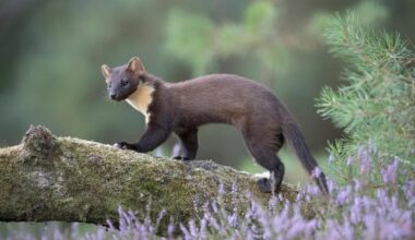 So last night at approximately 9:15pm, whilst driving along the B4518, we saw one of these bound across the road 10m ahead of the van. Surely a once in a lifetime spot. I’m still in awe. Pine Marten.