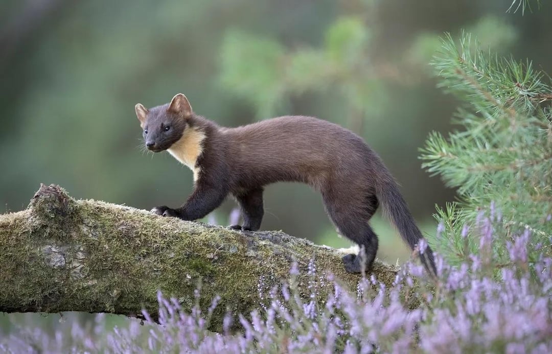 So last night at approximately 9:15pm, whilst driving along the B4518, we saw one of these bound across the road 10m ahead of the van. Surely a once in a lifetime spot. I’m still in awe. Pine Marten.