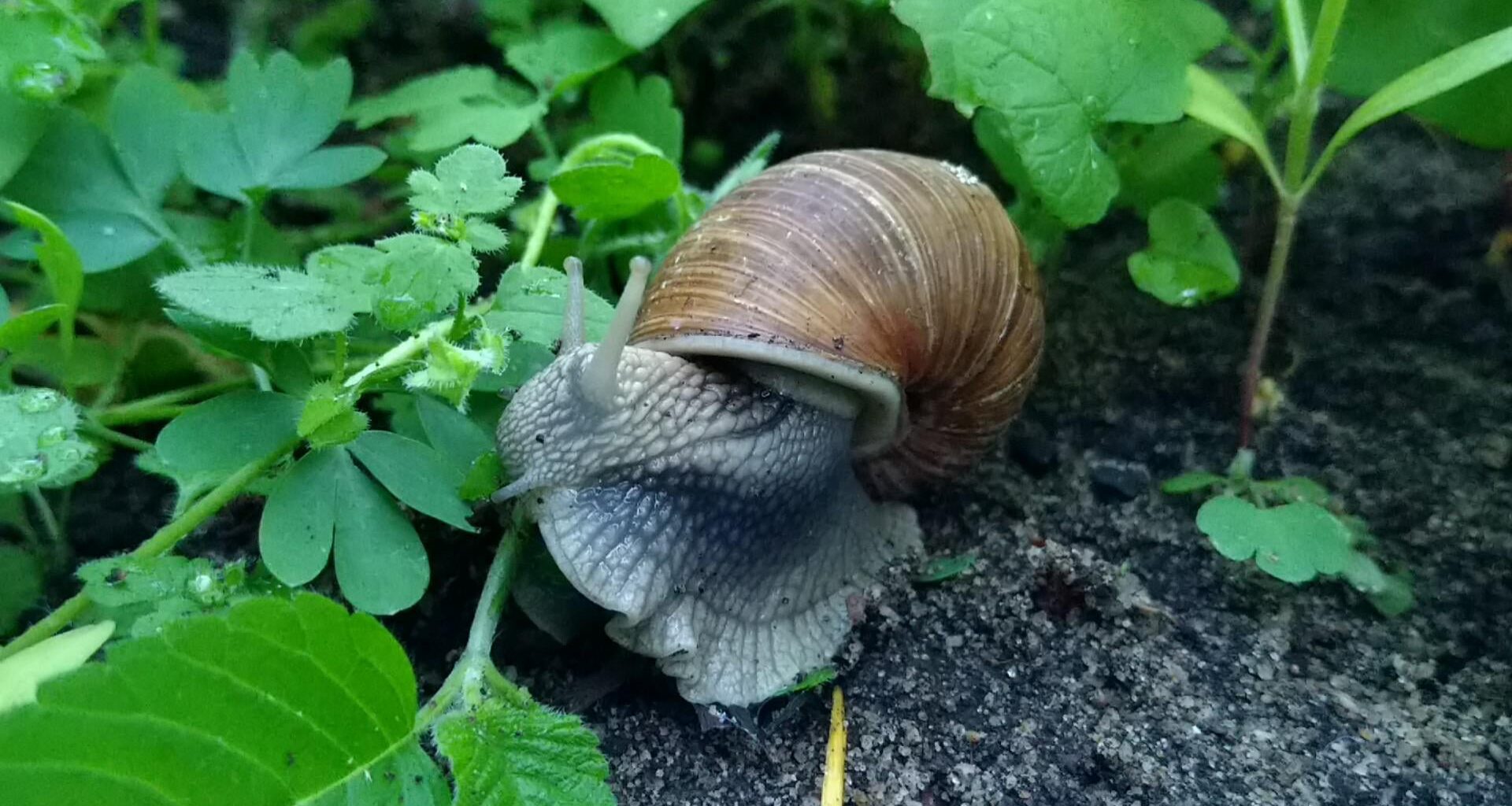 Gartenbuffet (Om Nom Nom)
