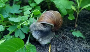 Gartenbuffet (Om Nom Nom)