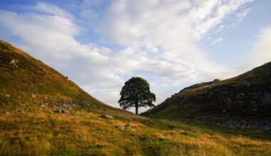Why UK is heartbroken by 'Sycamore Gap tree' case