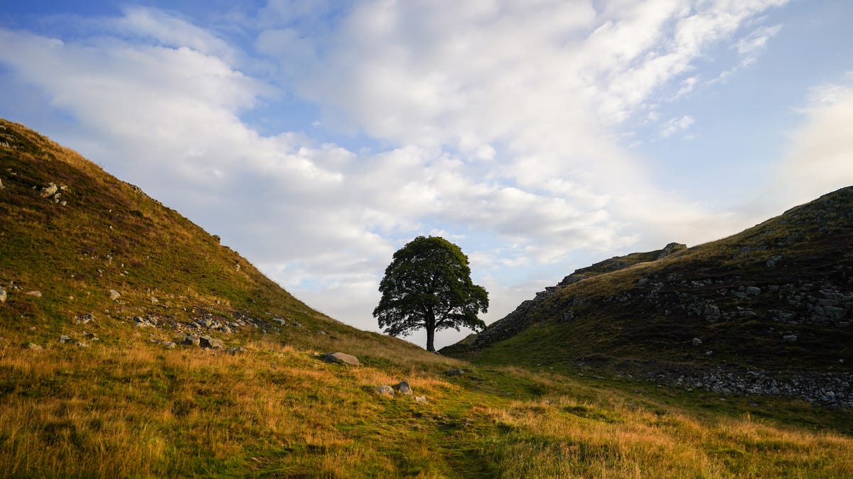 Why UK is heartbroken by 'Sycamore Gap tree' case