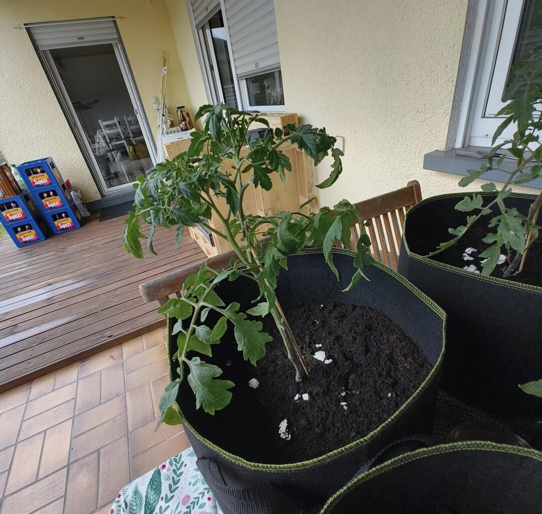 Erstes Mal Tomaten und Paprika angepflanzt Hilfe benötigt