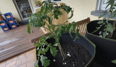 Erstes Mal Tomaten und Paprika angepflanzt Hilfe benötigt