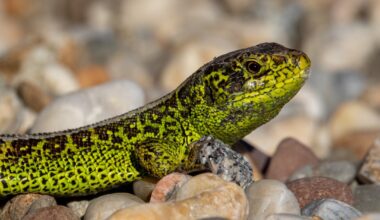 Meine Nichte hat mir "ihre" Eidechsen gezeigt ...