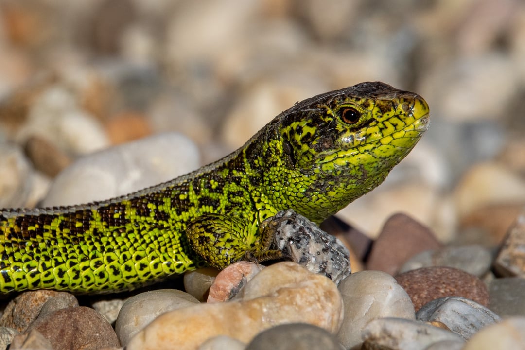 Meine Nichte hat mir "ihre" Eidechsen gezeigt ...