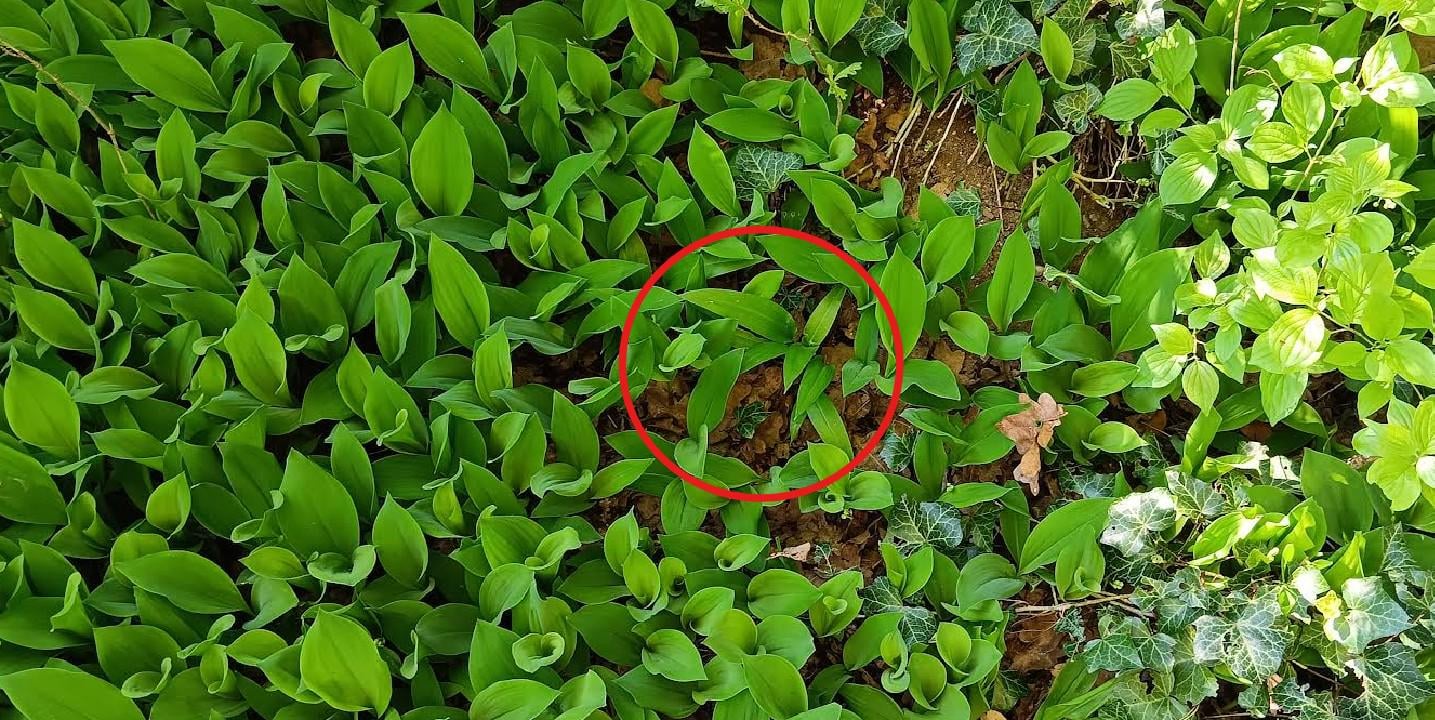 Falsch! Wo Bärlauch wächst, wachsen keine Maiglöckchen