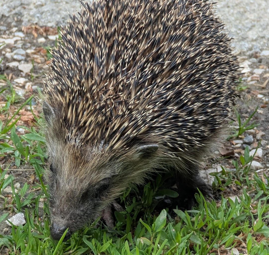 Wieder ein Igel und ein Mähroboter, aber mit Happy Ending