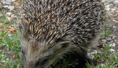 Wieder ein Igel und ein Mähroboter, aber mit Happy Ending