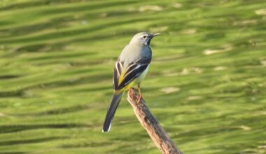 Meine erste Gebirgsstelze