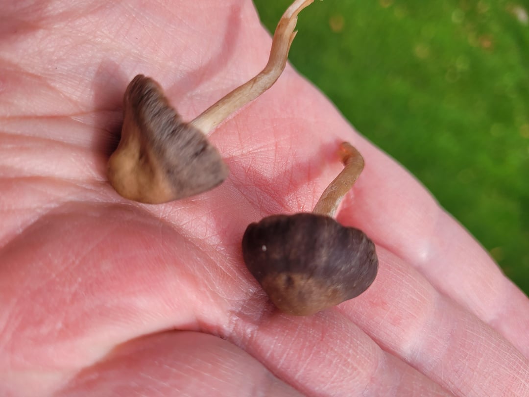 1 Jähriger hat diesen Pilz gegessen