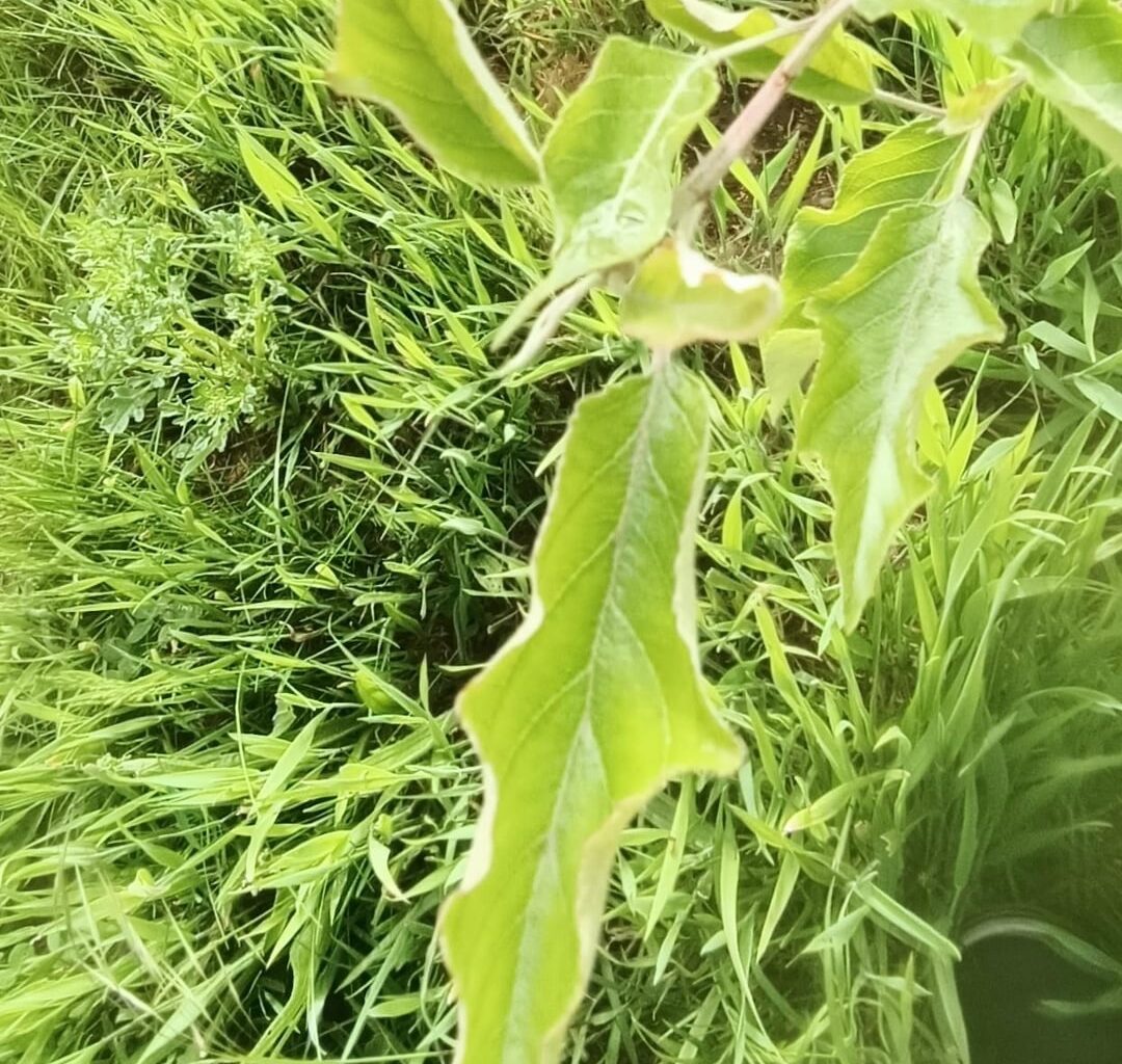 Was fehlt meinem Apfelbaum
