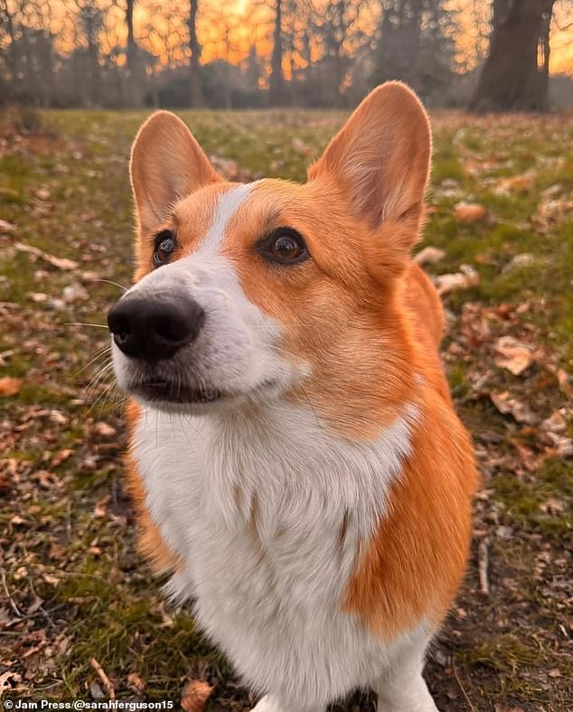 The corgis have lived with Sarah since the Queen's passing in 2022