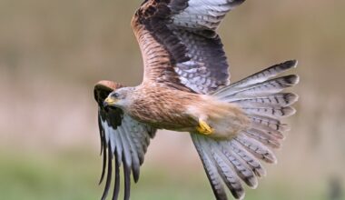 Police Scotland appeal for information after two Red Kites found poisoned in Castle Douglas