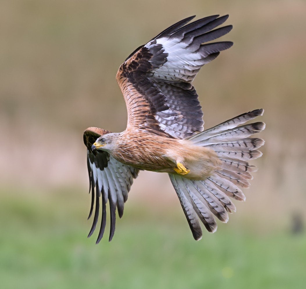 Police Scotland appeal for information after two Red Kites found poisoned in Castle Douglas