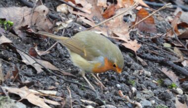 Rotkehlchen findet und frisst Regenwurm