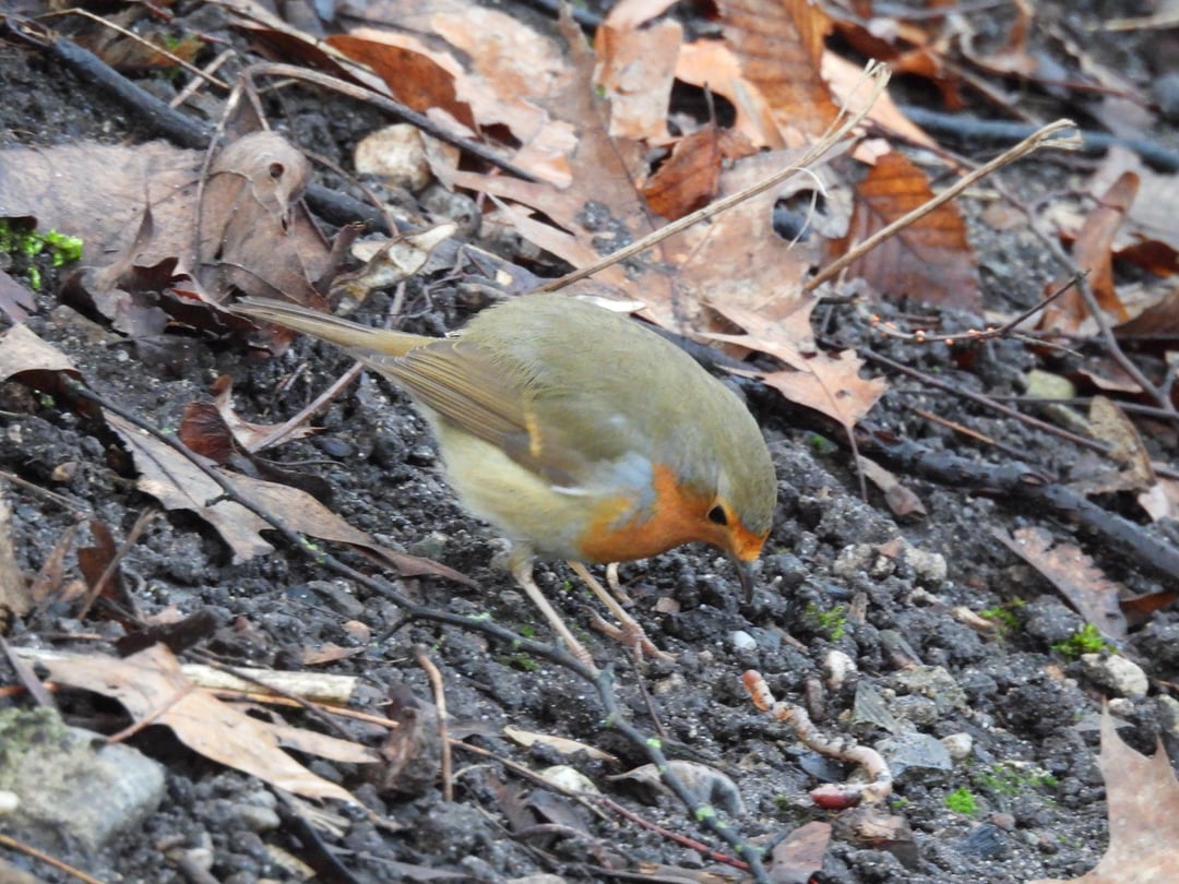 Rotkehlchen findet und frisst Regenwurm