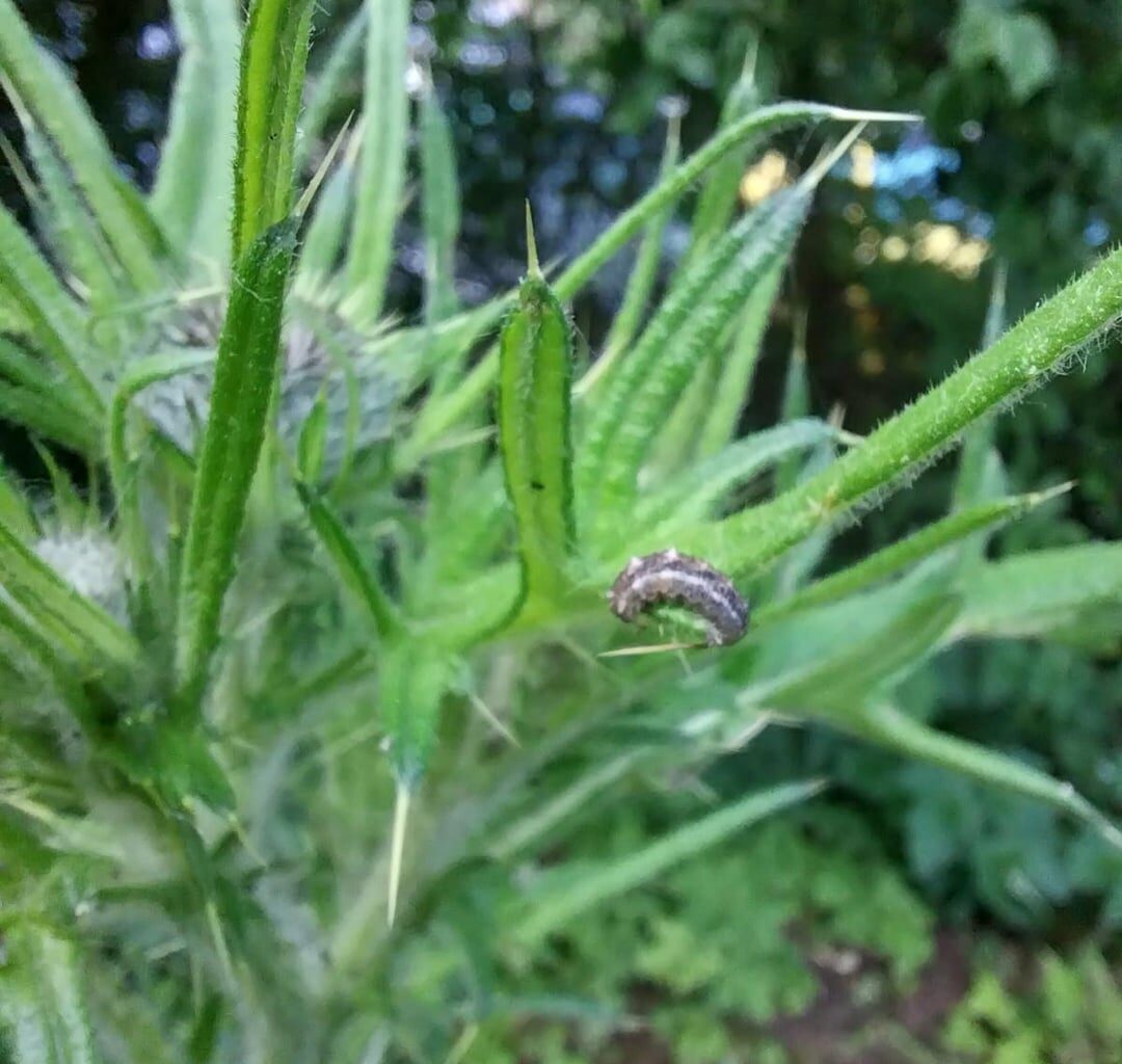 Welche Raupe ist das?