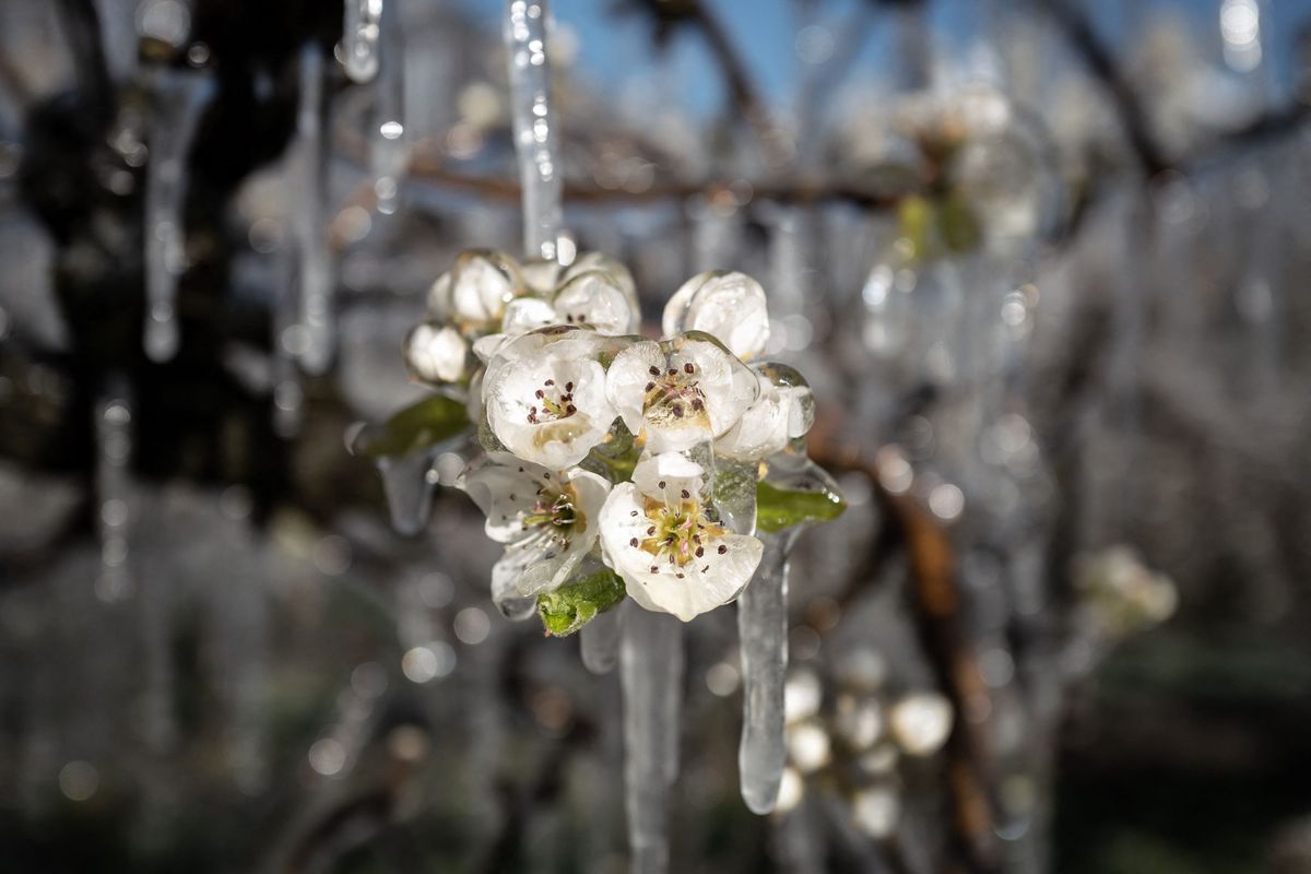 Fleurs d’arbres fruitiers enveloppées de glace pour les protéger du gel, à Saillon, dans les Alpes suisses, près de Martigny, avril 2021.