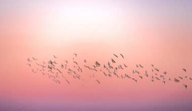 Aves