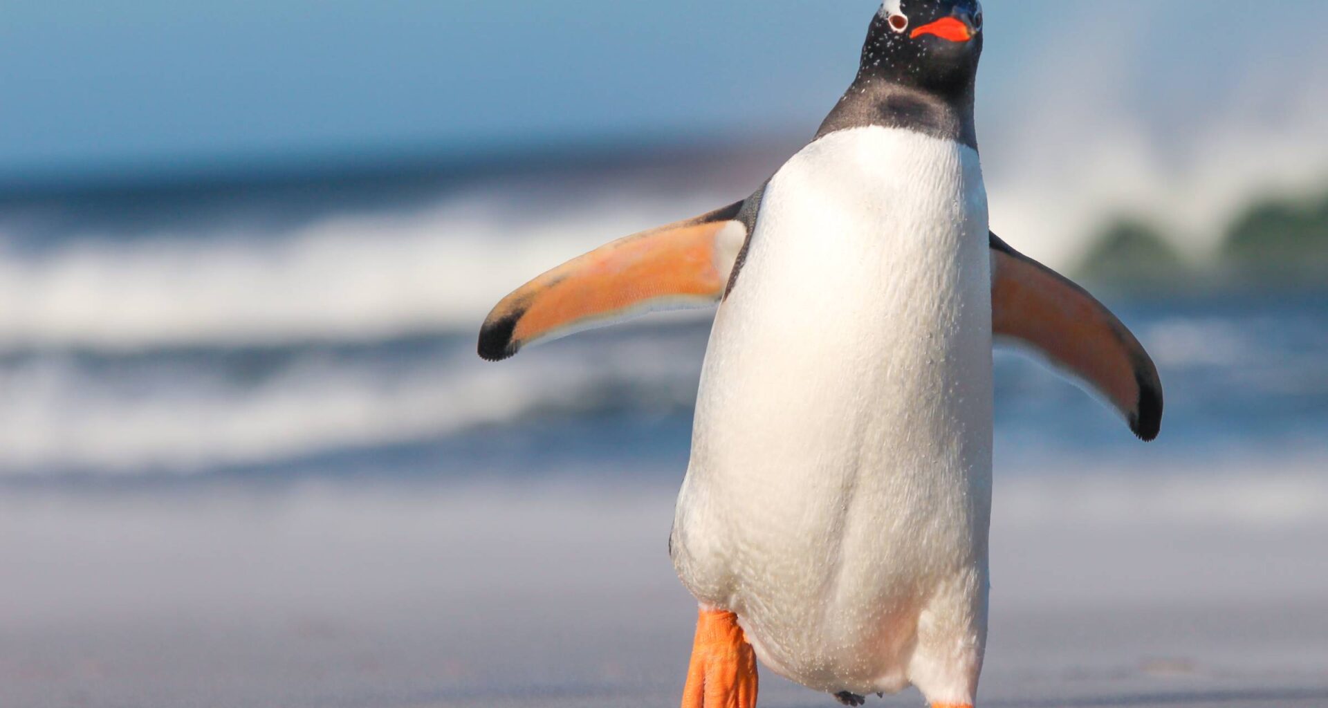 Penguin poop could be our newest secret weapon against climate change