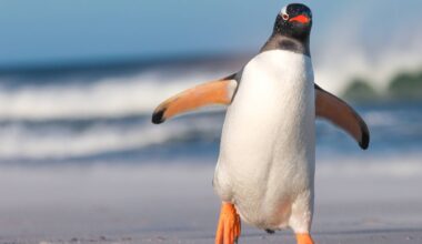 Penguin poop could be our newest secret weapon against climate change