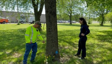 UMaine master’s graduate Sophia Cameron (right) and Bangor’s Forestry Manager Benjamin Arruda (left) discuss the city’s EAB plan near one of the city’s roughly 1,800 Ash trees. (Spectrum News/David Ledford)