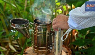 Four Seasons Resort Maui champions the environment through Bee Wonders Tour : Maui Now
