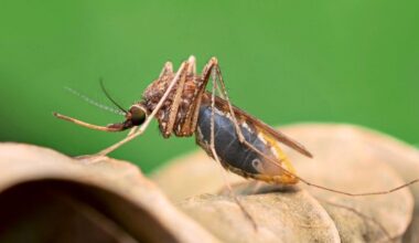 Neu entdeckter Wirkstoff tötet Malaria-Parasiten direkt in Mücken