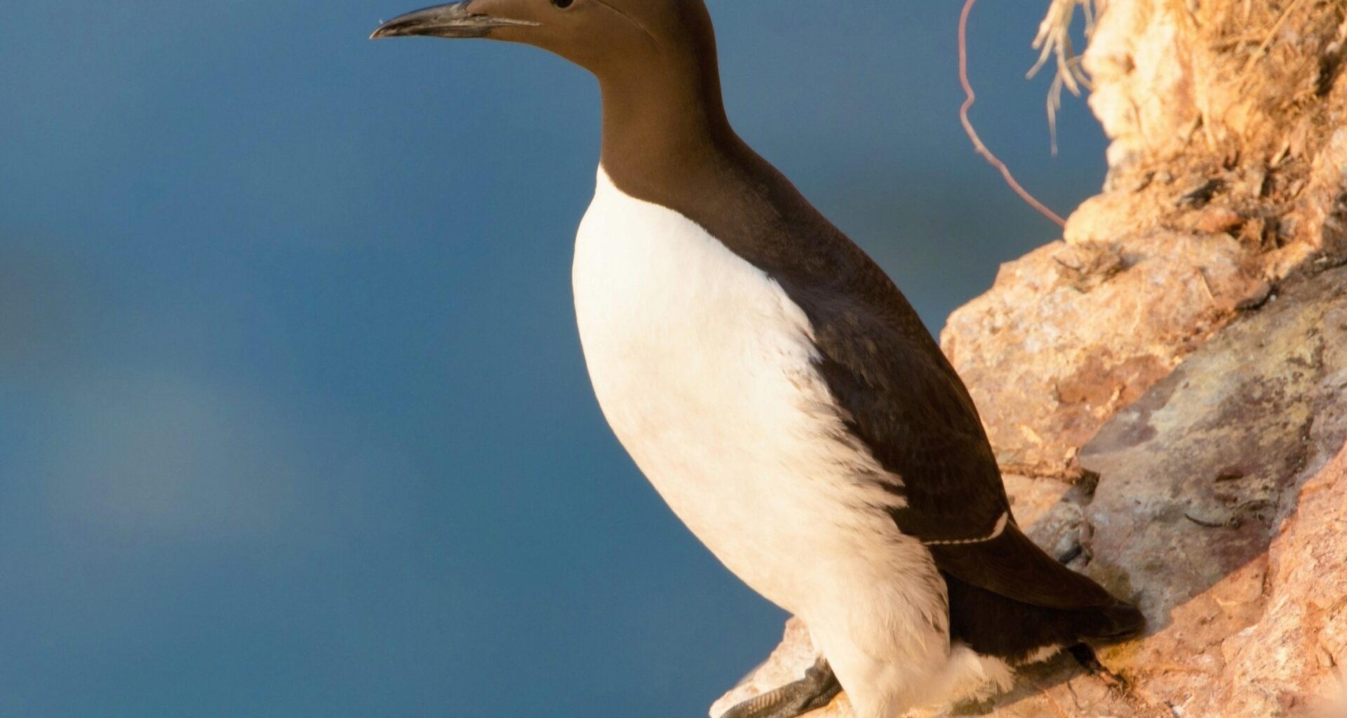 2025/05/Climate-change-animals2.jpg