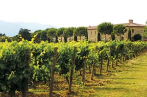 vineyard
