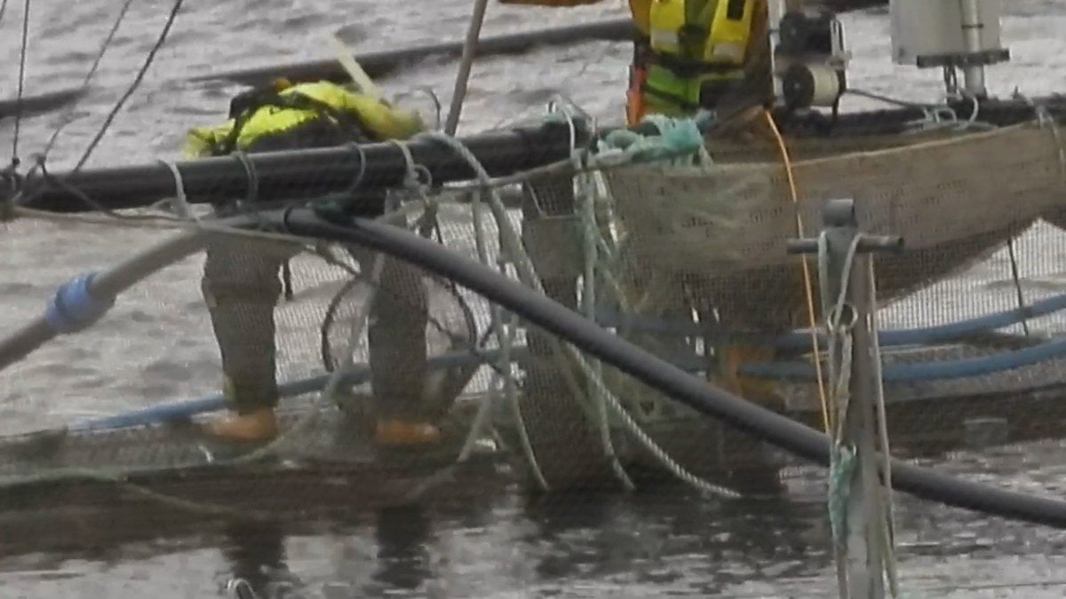 Salmon farm loses RSPCA approval over ‘fish-beating’ video