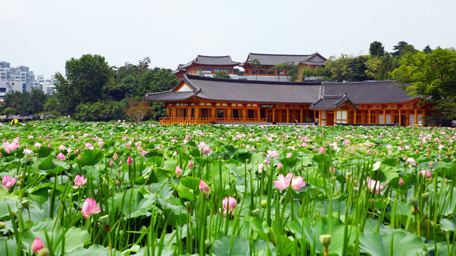  Visit Jeonju
