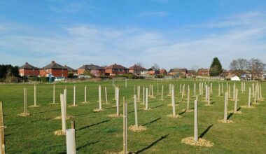 150 newly planted trees ‘deliberately pulled up’ in ‘senseless act’
