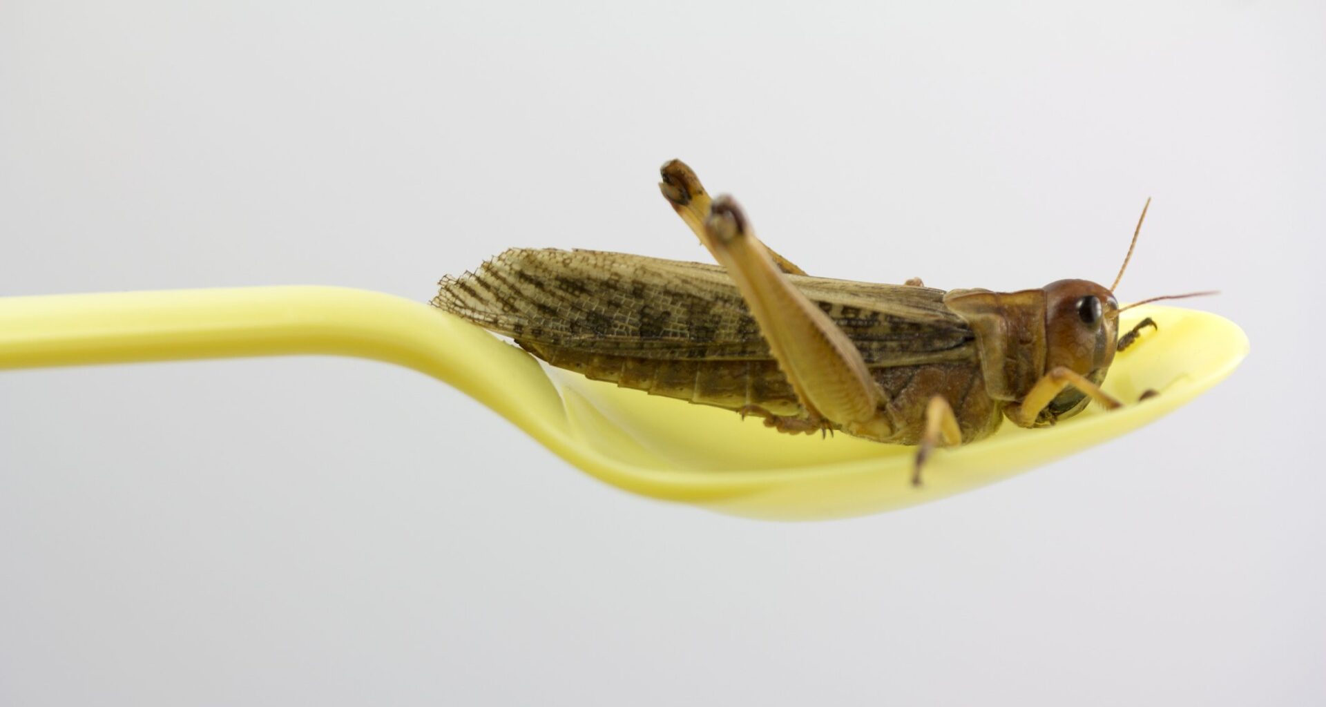 Insects off the menu: Slovakia and Czechia push back against non-existent demand